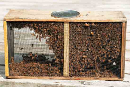 A package of bees typically consists of about three pounds of honey bees, including a queen. The queen is typically separated inside a tiny cage within a larger cage. There’s also a can of syrup to feed the bees but its contents only last a short while.
